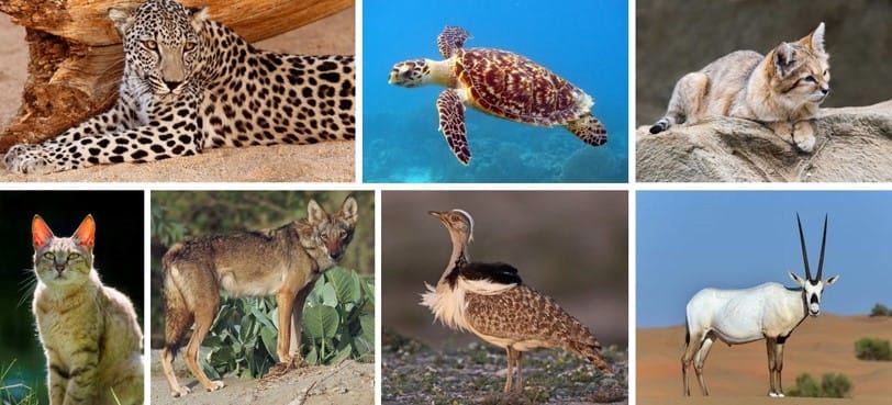 Cheetahs, endangered species and exotic cats prohibited for private ownership under UAE Animal Trade Regulations