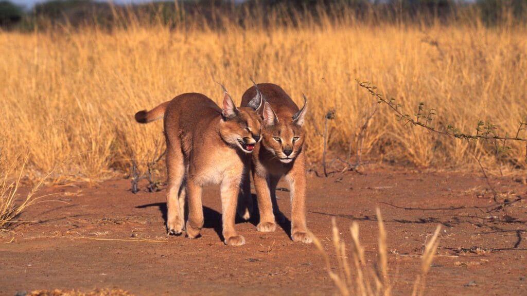 group of endangered Exotic cats in UAE forest