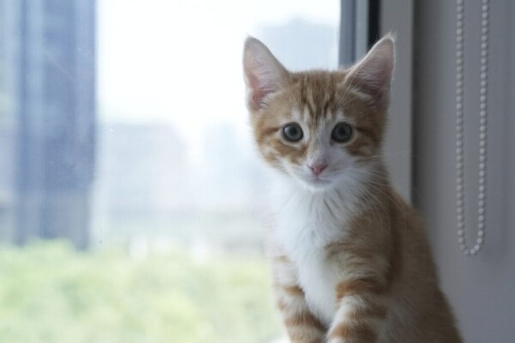 Abu Dhabi pet registration mandatory enforcement starting February 2026